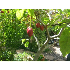 Tamarillo (Domates AĞACI)50-70 cm Tüplüdür