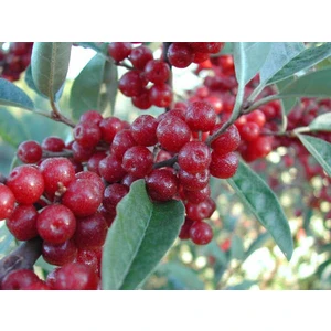 Güz Zeytini (Eleagnus Umbellata) Fidanı 150 -180 cm Boyunda Meyve Verecek Durumda