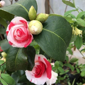 Kamelya Kırmızı Beyaz 3 Renk Açar 20-30 cm Özel Ürün