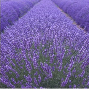 Bitkim Sende 10 Adet Açık Köklü Angustifolia Lavanta Fidanı Fidesi