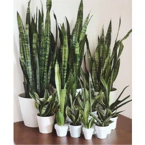 Serada Decor Plant Saksılı Yeşil Kılıç Bitkisi 12 Lik Saksıda