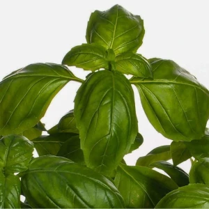 Serada Decor Plant Geniş Yapraklı Fesleğen Fidesi-5 Adet Bol Verimli