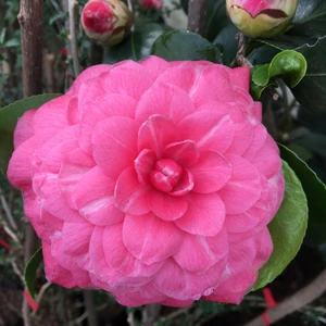 Kamelya Fidanı Pembe ( 30-45 ) cm Tüplü