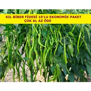 Serada Decor Plant Kıl Biber Fidesi Ekonomik 10 Adet Kıl Biber Çitili Fidesi