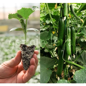 Serada Decor Plant Jest F1 Sırık Salatalık Fidesi 8 Adet