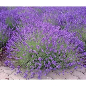 Bitkim Sende Saksılı Lavanta Fidanı 2 Adet 30-40 cm (Lavandula Intermedia)