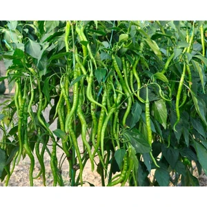 Kıl Biber Fidesi 6 Adet Kıl Biber Çitili Fidesi