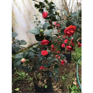 Kırmızı Kamelya 30-45 cm Tüplü