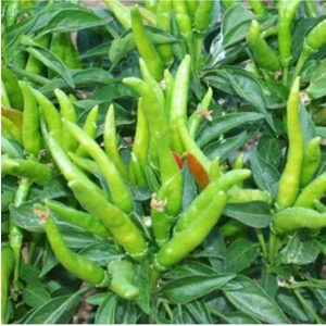 Bitkim Sende Yediveren Cin Biber Fidesi (10 Adet)