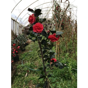 Kamelya Kırmızı ( 50-80 ) cm Tüplü