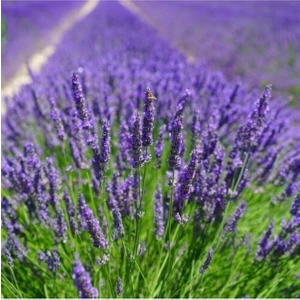 Serada Decor Plant Tüplü Yoğun Kokulu Aromatik Lavanta Fidanı