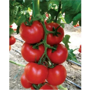 Serada Decor Plant Domates Fidesi 6 Adet Domates Fidesi