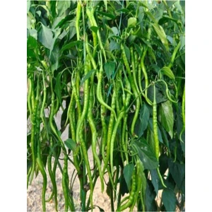 Serada Decor Plant Tatlı Kıl Sivri Biber Fidesi 30 Adet Bol Verimli