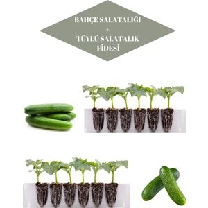 Serada Decor Plant Salatalık Seti 6 Adet Bahçe Salatalığı+6 Adet Tüylü (Turşuluk) Salatalık Fidesi