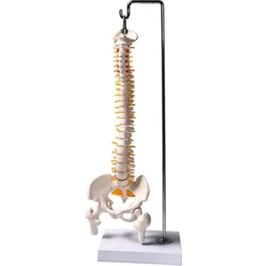 Tam Boy Femur Eklemli Esnek Omurga Iskeleti  45 cm Model 37