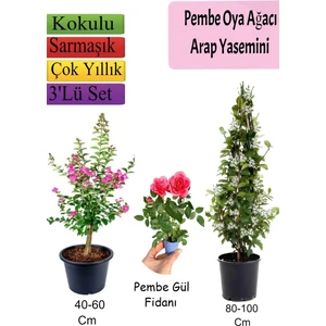 Bitkim Sende Pembe Oya Ağacı+ Arap Yasemini + Pembe Gül Fidanı Hediyeli