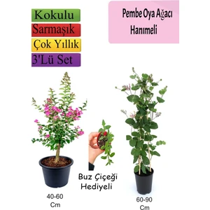 Bitkim Sende Pembe Oya Ağacı+ Hanımeli Çiçeği+ Buz Çiçeği Hediyeli