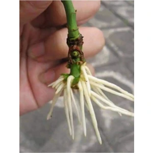 Kolukısa Tarım Sıvı Köklendirme Hormonu, Çelik Köklendirme Hormonu 250 ml