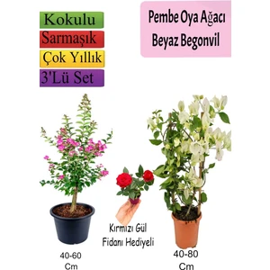 Serada Decor Plant Pembe Oya Ağacı+ Beyaz Begonvil+ Kırmızı Gül Fidanı Hediyeli