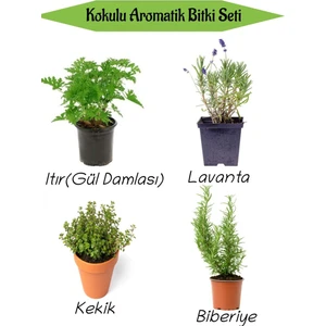 Bitkim Sende Aromatik Kokulu Mutfak Seti Itır Çiçeği+Lavanta+Kekik+Biberiye Fidesi 4 Adet