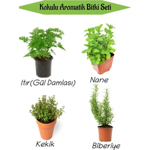 Bitkim Sende Aromatik Kokulu Mutfak Seti Itır Çiçeği+Nane+Kekik+Biberiye Fidesi 4 Adet