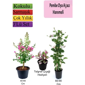 Bitkim Sende Pembe Oya Ağacı+ Hanımeli Çiçeği+ Telgraf Çiçeği Hediyeli