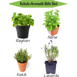 Bitkim Sende Aromatik Kokulu Mutfak Seti Reyhan+Nane Fidanı+Kekik+Lavanta Fidesi 4 Adet