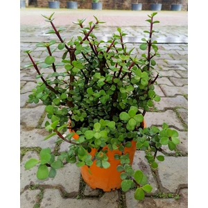 Bahçemiz Burada Yeşim (Para) Çiçeği 40 Cm)