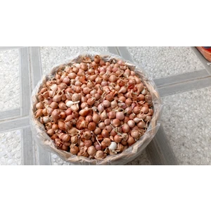 Kıska Soğan 2 kg. Arpacık Soğan Iska Soğan Tohumu