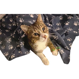 Ecotton Works Pati Desenli Kedi Köpek Evcil Hayvan Polar Battaniye Antrasit Gri Renk