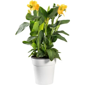 Serada Decor Plant Kana Tesbih Çiçeği Sarı(30 50 Cm)1 Adet Saksılı Dış Mekan Bitkisi