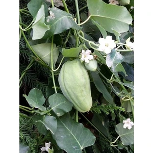 Ağaç Bamyası (Araujia Sericifera) Fidesi 90-140 cm