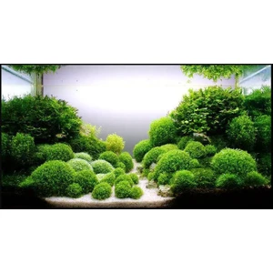 İthal Bitki Riccia Fluitans Moss In Vitro Canlı Bitki
