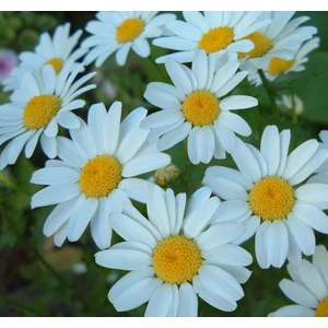 Papatya Kalıcı Alman - Beyaz ( 15 Tohum )