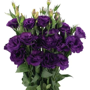 Lisianthus ( Lale Gül ) Advantage Serisi - Mor ( 5 Tohum )