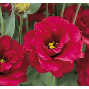 Lisianthus ( Lale Gül ) Gelin Buketi serisi - Kırmızı ( 5 Tohum )