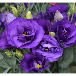 Lisianthus ( Lale Gül ) Büyü serisi - Koyu Mavi ( 5 Tohum )