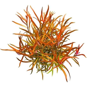 İthal Bitki Ludwigia Brevipes Saksı Canlı Bitki