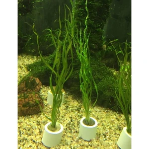 İthal Bitki Echinodorus Vesuvius Saksı Canlı Bitki