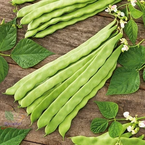 100 Adet Romano Fasulye Tohumu Oturak 35 gr