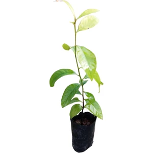 Yavuz Fidancılık Black Sapote 3 Yaş 40 cm