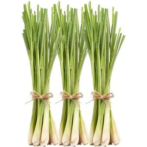 Yavuz Fidancılık Lemon Grass Fidesi