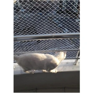 Kadir Tarım 2 x 1 Metre Kedi Koruma Filesi Kedi Filesi Balkon Filesi 1 mm Kedi Güvenlik Filesi