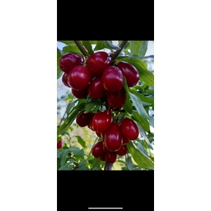 Tüplü Iri Meyveli Aşılı Kızılcık Fidanı Yaş 3 Boy 130-150 cm