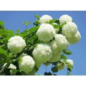 Kartopu Çiçeği Fidanı 40-60 cm
