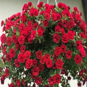 Ev Ve Bahçe Calita Katmerli Double Red Milyonlar Çanı Calibrochoa Çiçeği Fidesi (1 Adet)