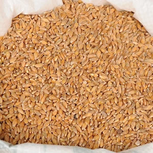 Devrekani Deva Siyez Buğdayı (Taneli Kabuksuz) 5 kg