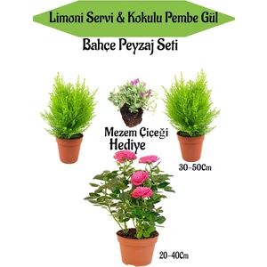 Bitkim Sende Bahçe Seti 2 Adet Limon Servi Çamı+1 Adet Pembe Gül+Hediye Mezem Çiçeği