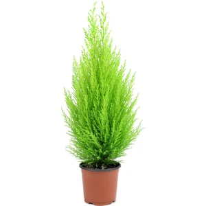 Limoni Servi Çam Fidanı ( Salon Çamı ) Boyu 35-40 cm Limon Kokulu