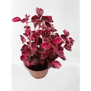 Bi Kaktüs Dünyası Iresine Herbstii -Çingene Şalvarı Çiçeği Yaprak Güzeli Çiçeği Iç Mekan Bitkisi